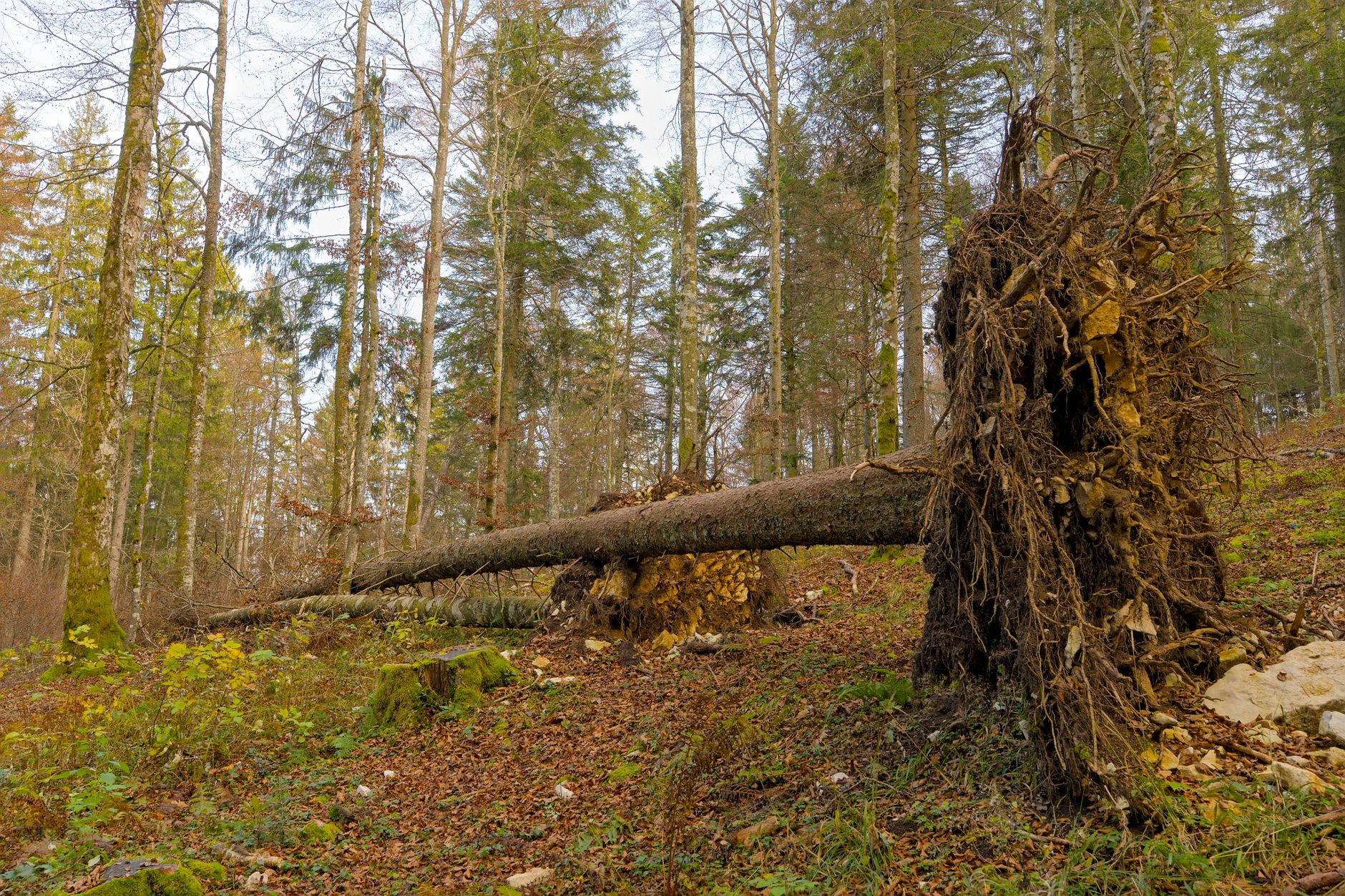 Enlèvement arbre urgence équipe à Saint-Benoît